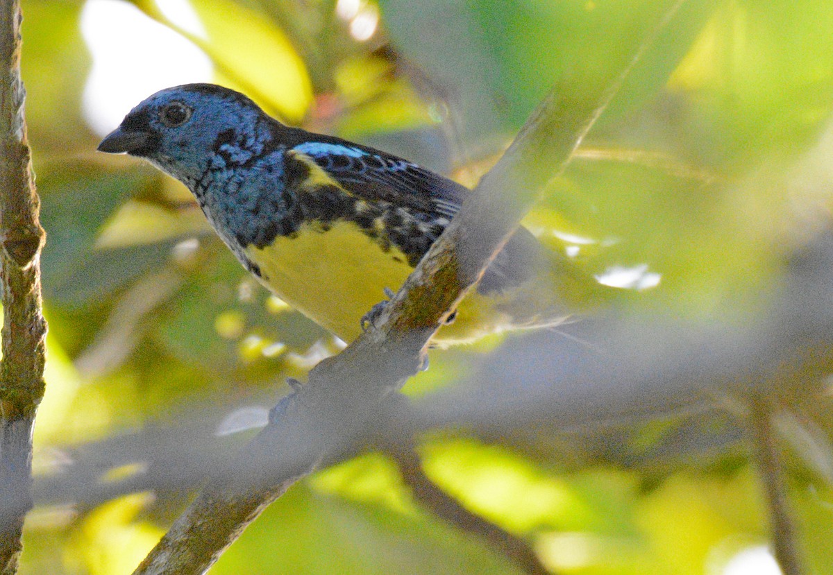Turquoise Tanager - Michael J Good
