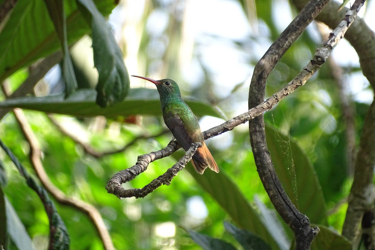 Buff-bellied Hummingbird - ML617636502