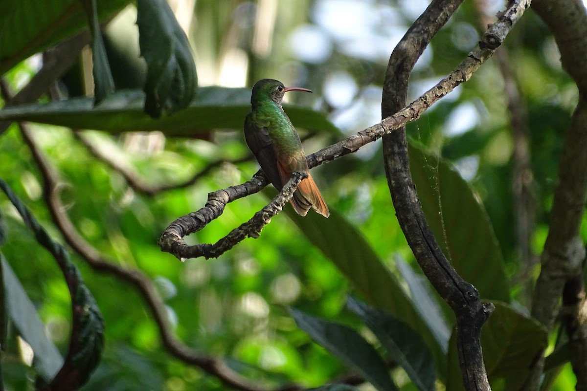 Buff-bellied Hummingbird - ML617636503