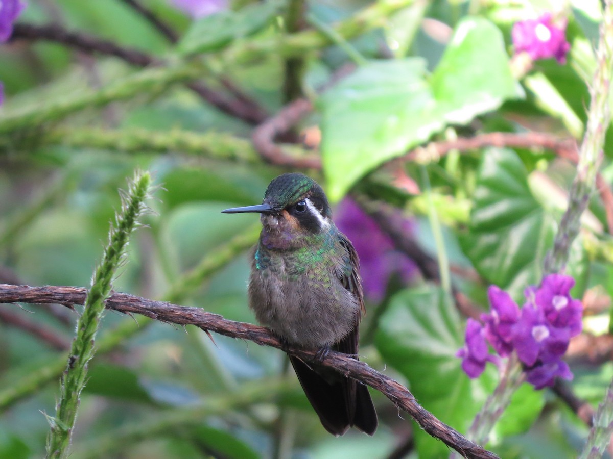 kolibřík fialovohrdlý - ML617636522