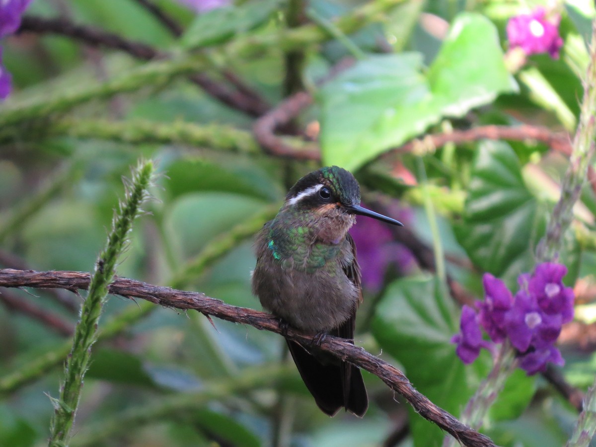 kolibřík fialovohrdlý - ML617636524