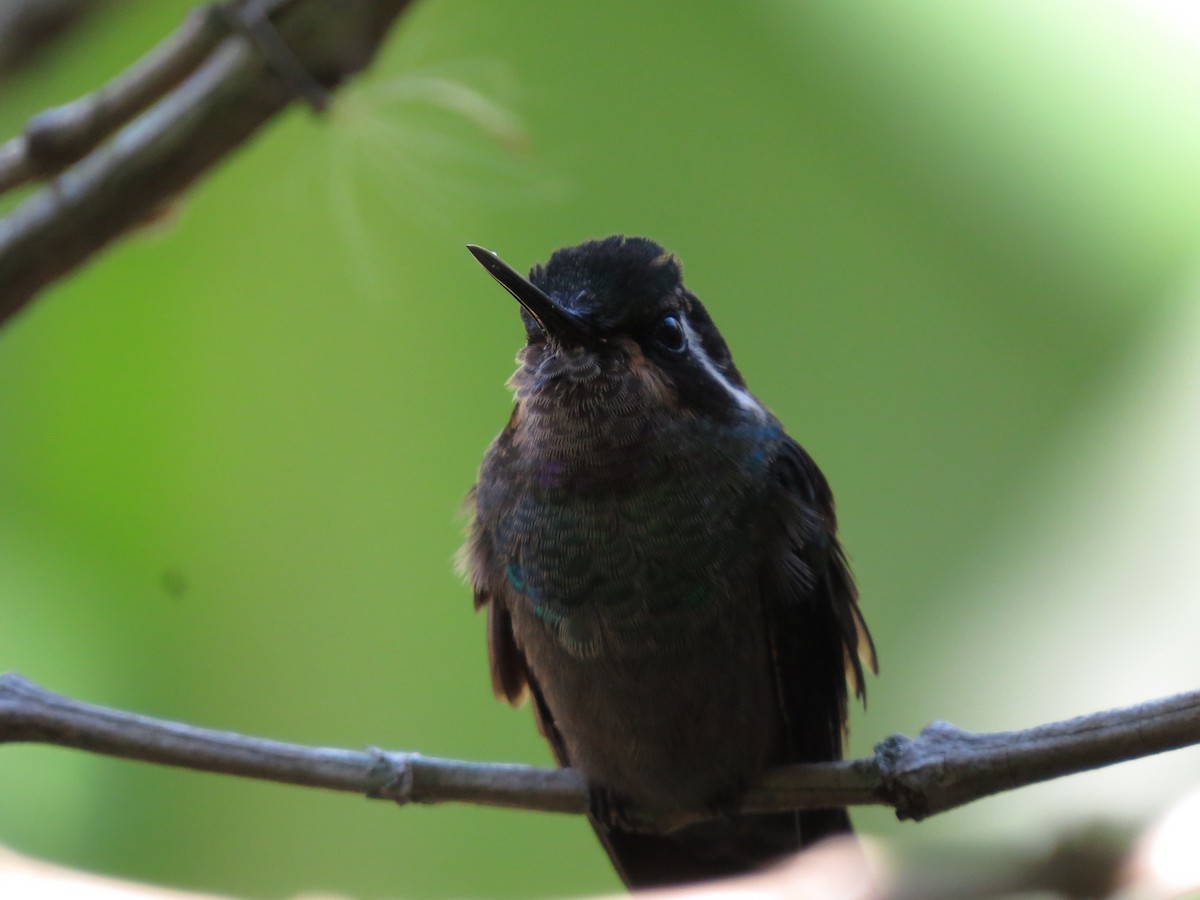 kolibřík fialovohrdlý - ML617636526