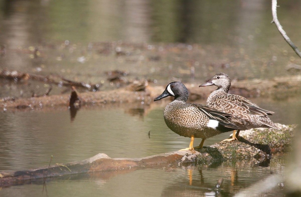 Blue-winged Teal - ML617636527