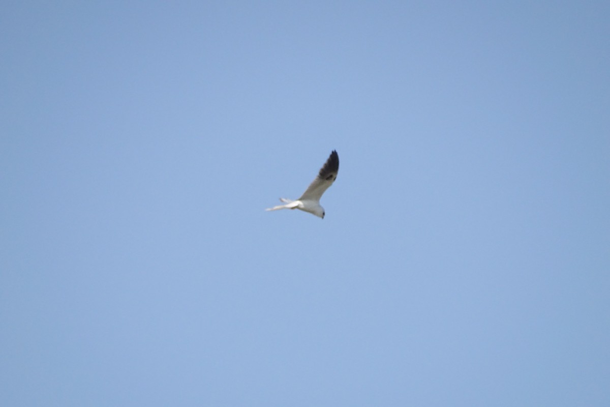 White-tailed Kite - ML617636538