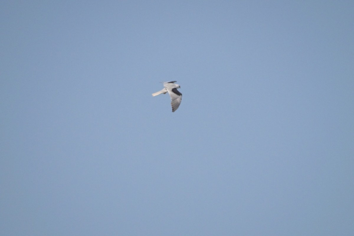 White-tailed Kite - ML617636539