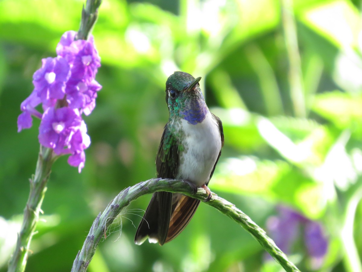 kolibřík vysočinný - ML617636570