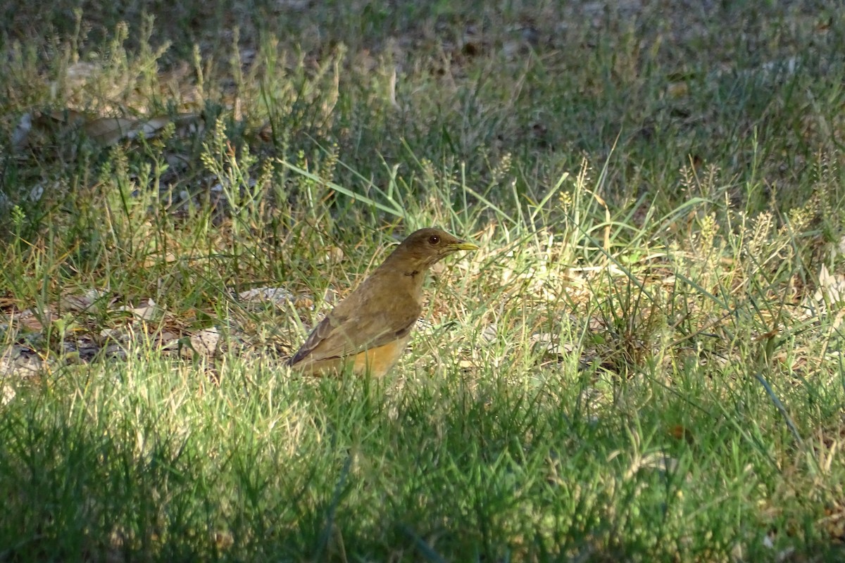 Clay-colored Thrush - Alvin Miller