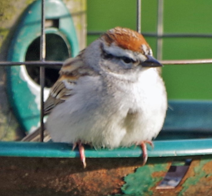 Chipping Sparrow - ML617636595