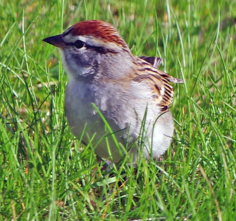 Chipping Sparrow - Bill Winkler