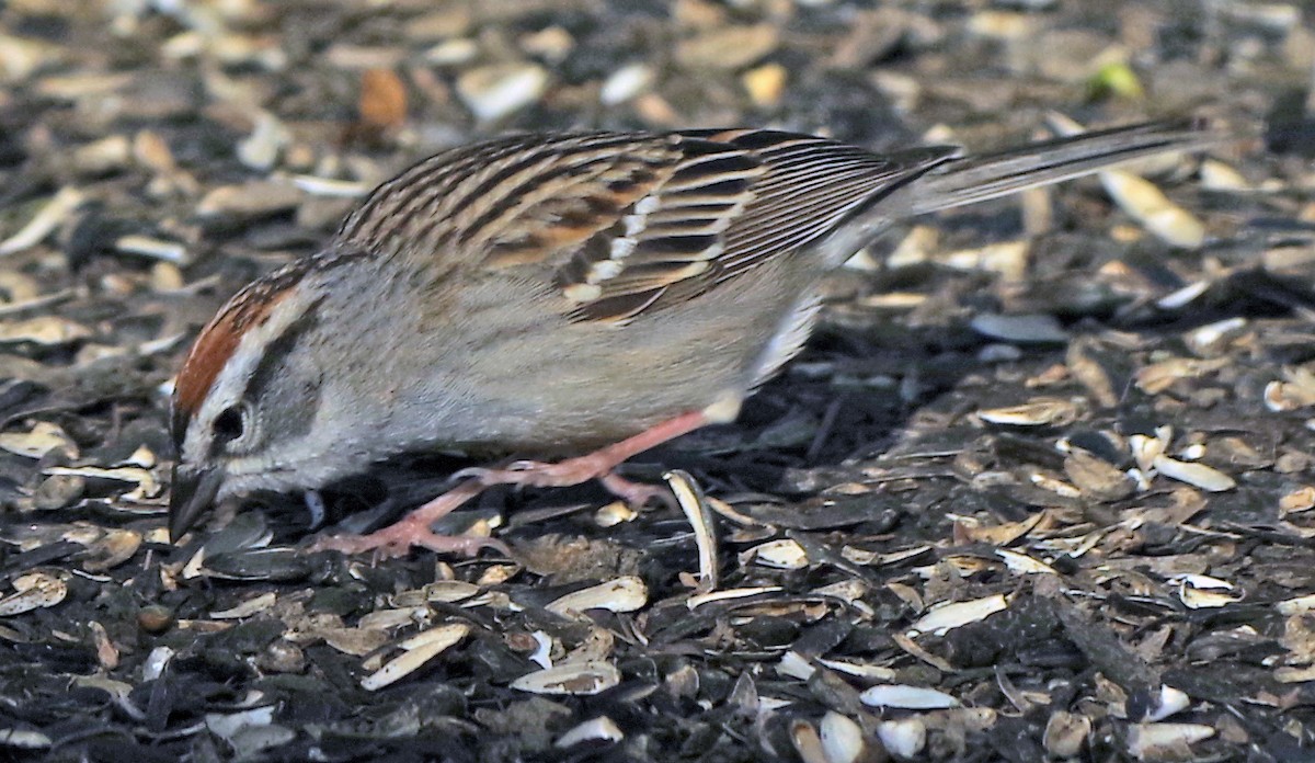 Chipping Sparrow - Bill Winkler