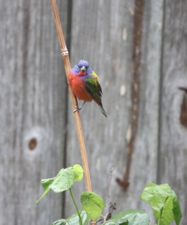 Painted Bunting - ML617636603