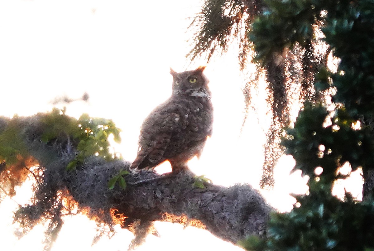 Great Horned Owl - ML617636620