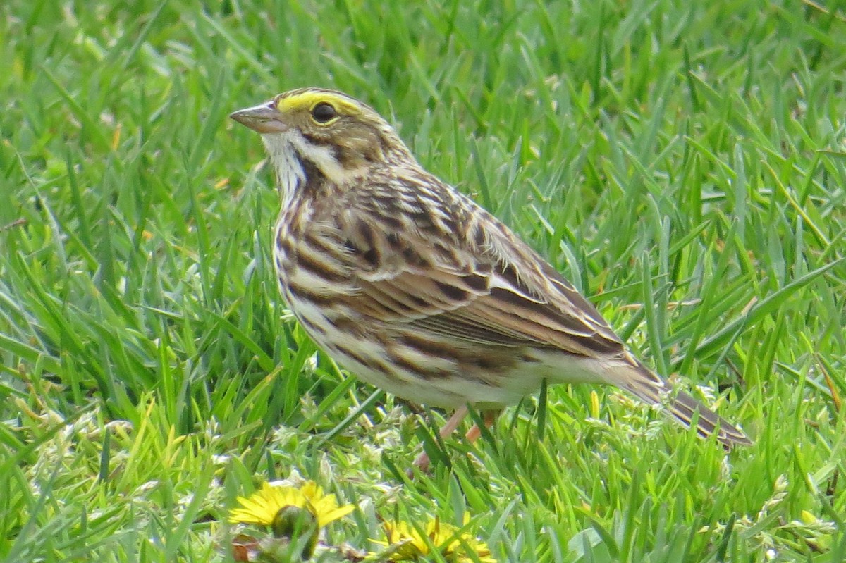 Savannah Sparrow - ML617636641