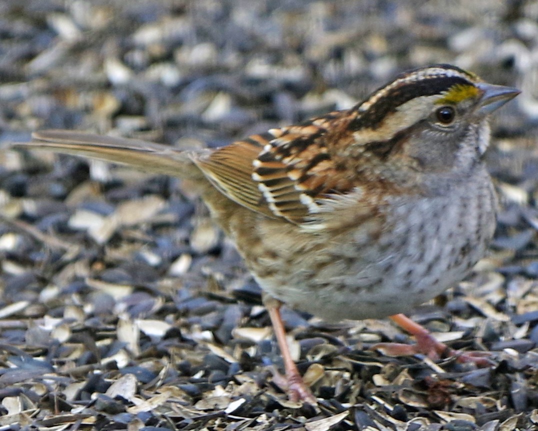 White-throated Sparrow - ML617636651