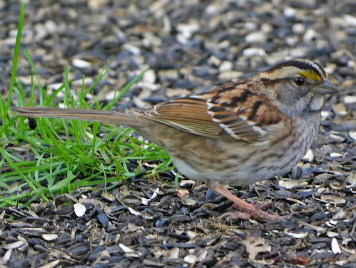 White-throated Sparrow - ML617636652