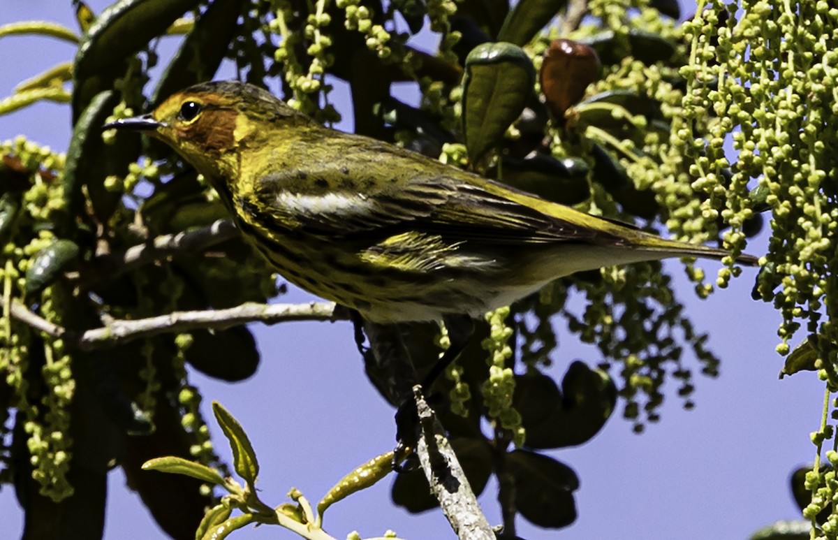 Cape May Warbler - ML617636663