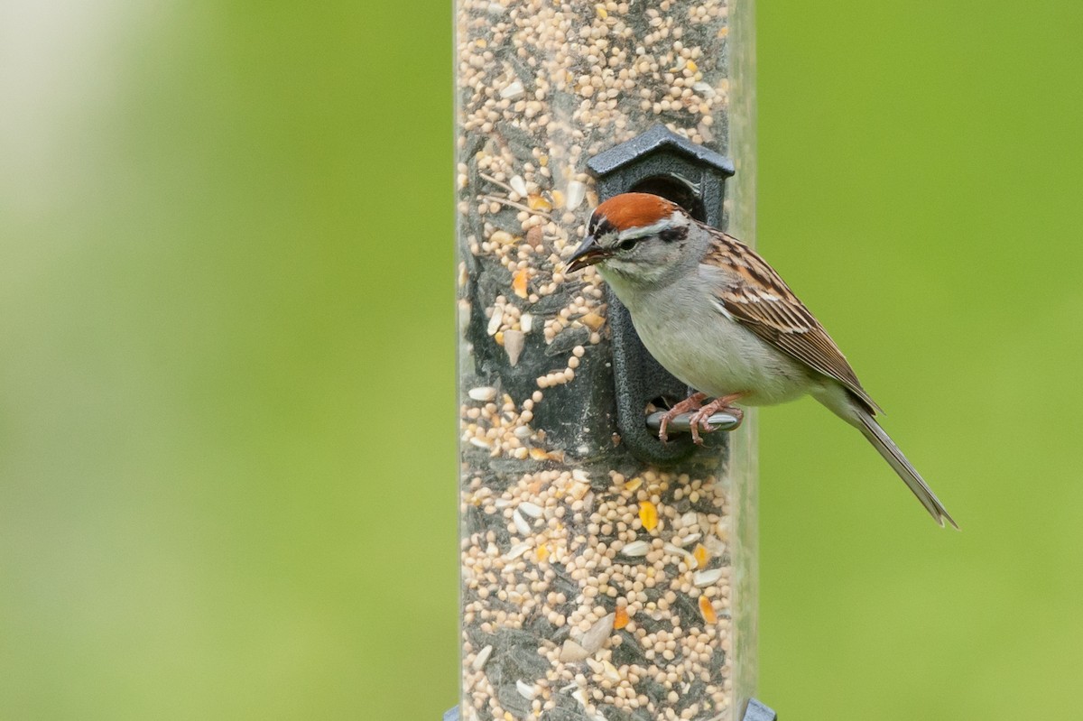 Chipping Sparrow - Taylor Long