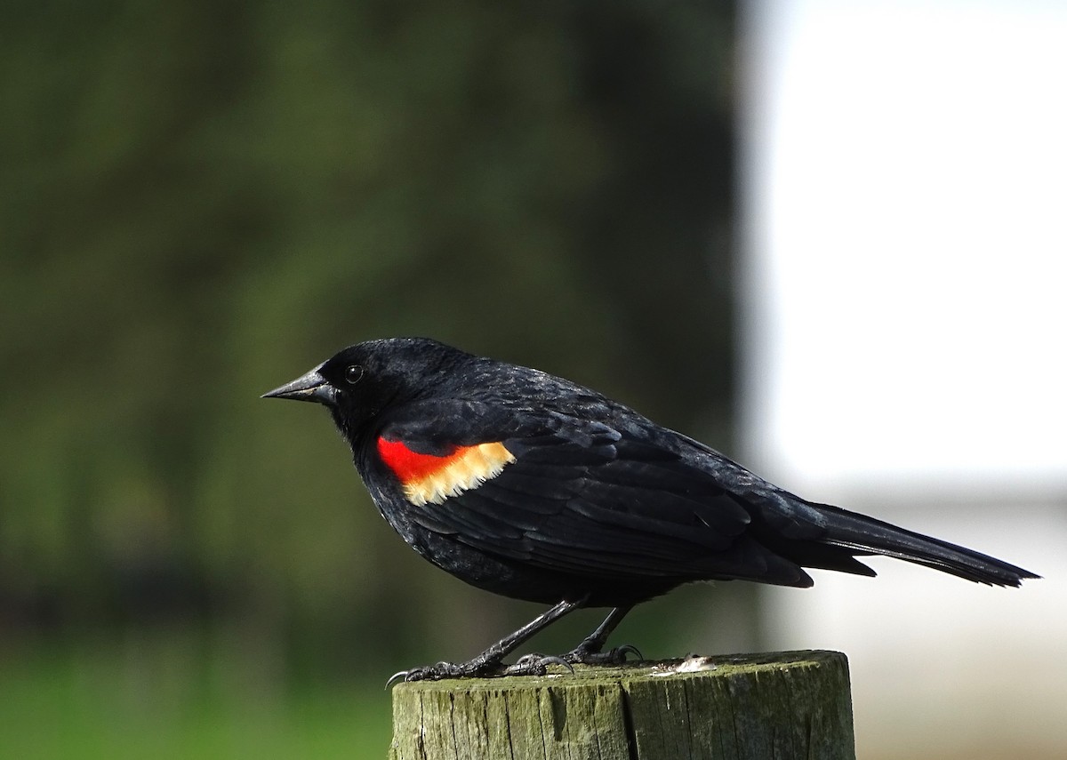 Red-winged Blackbird - Su Snyder