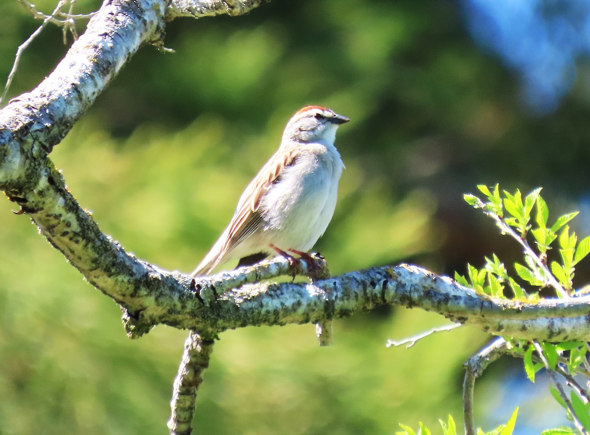 Chipping Sparrow - ML617636755