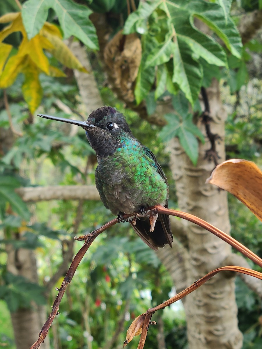 Talamanca Hummingbird - ML617636759