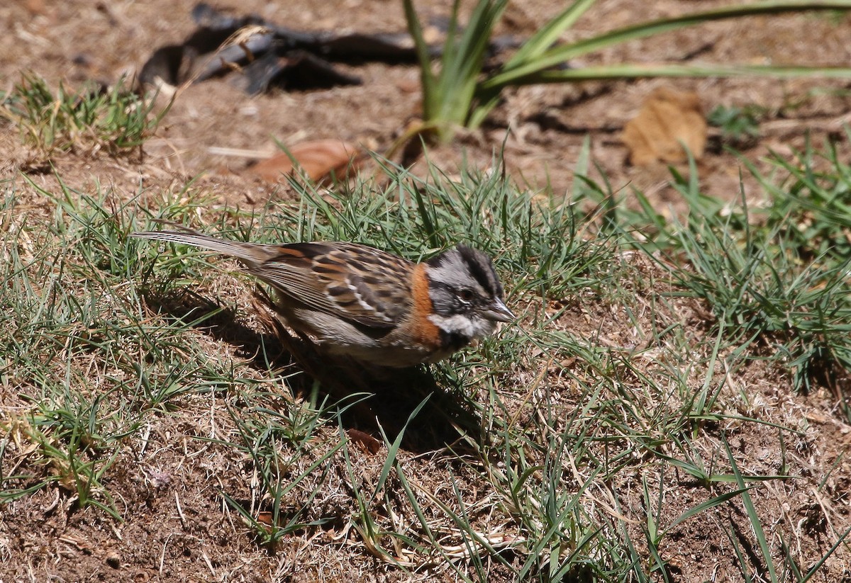 Rufous-collared Sparrow - ML617636784