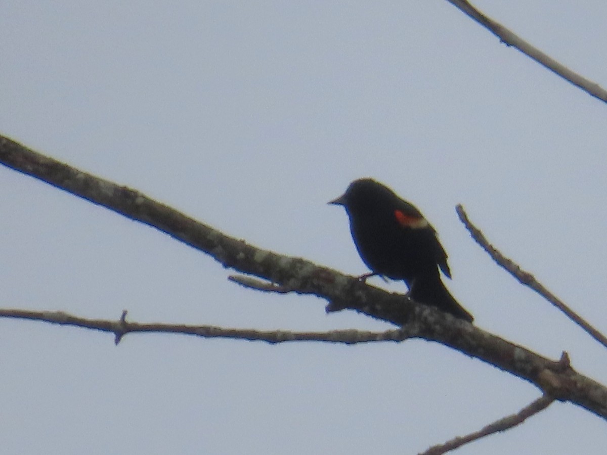 Red-winged Blackbird - ML617636785