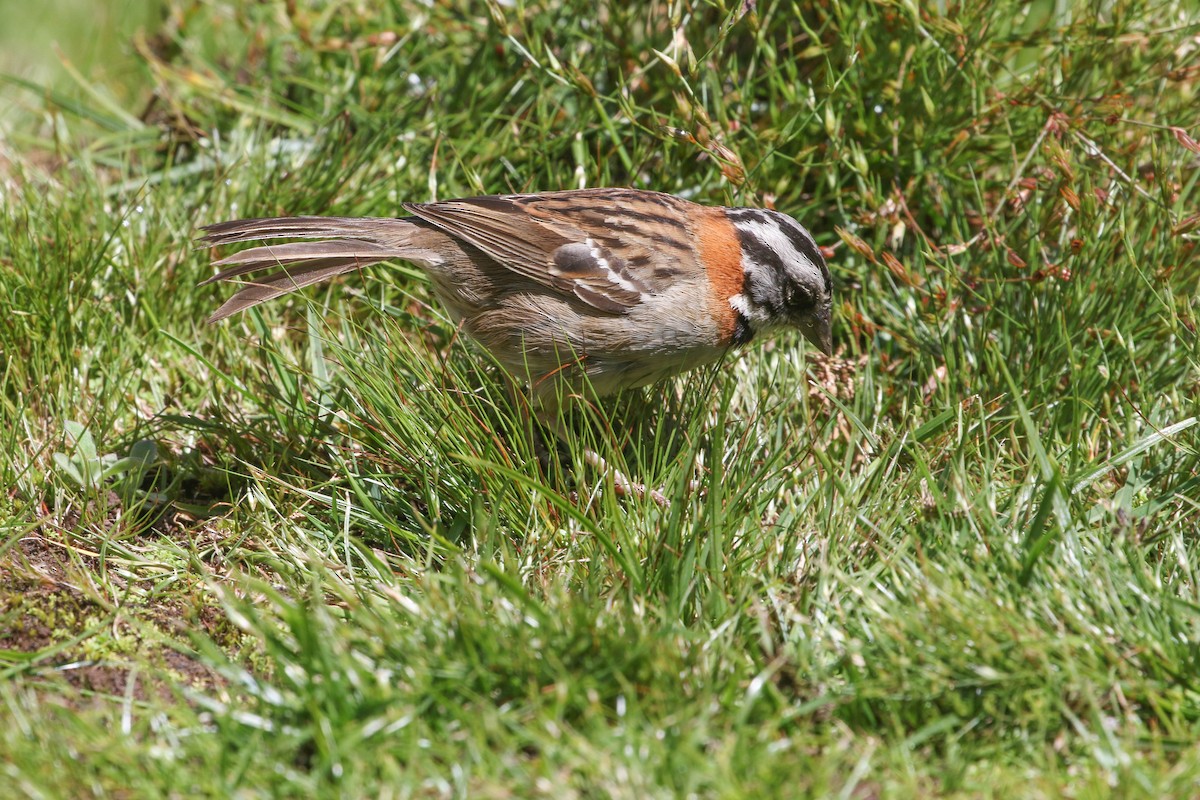 Rufous-collared Sparrow - ML617636786