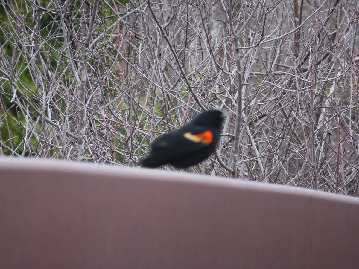 Red-winged Blackbird - ML617636787