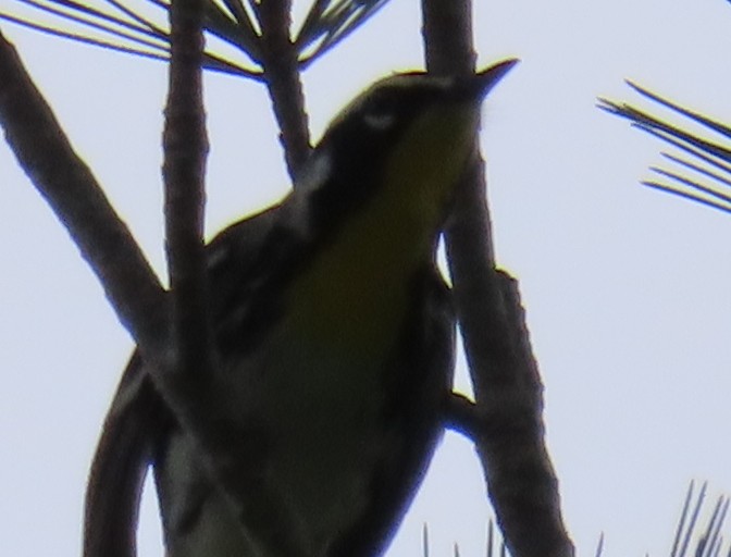 Yellow-throated Warbler - ML617636851