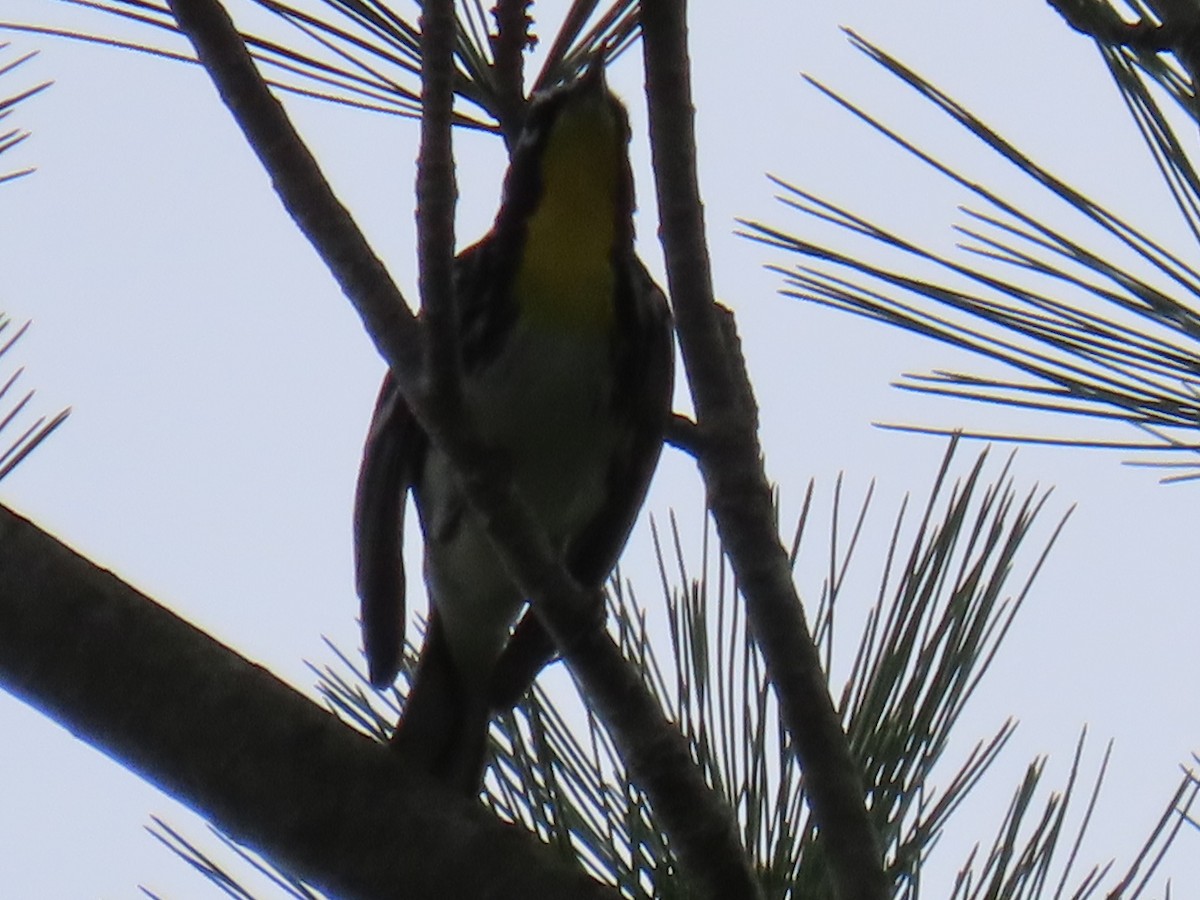 Yellow-throated Warbler - ML617636852