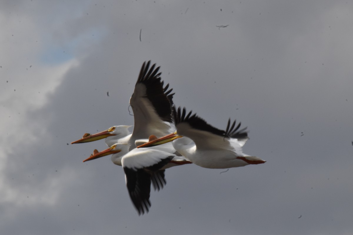 pelikán severoamerický - ML617636958