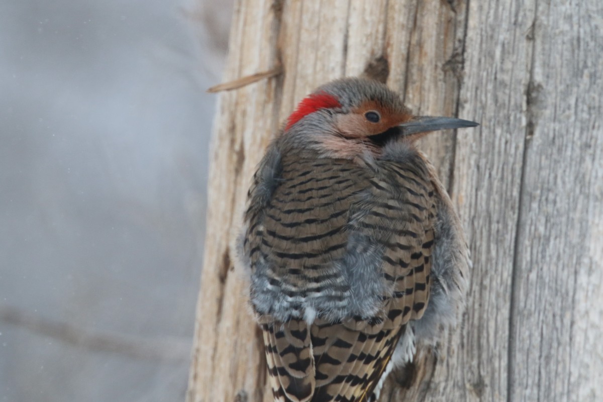Northern Flicker (Yellow-shafted) - ML617637046