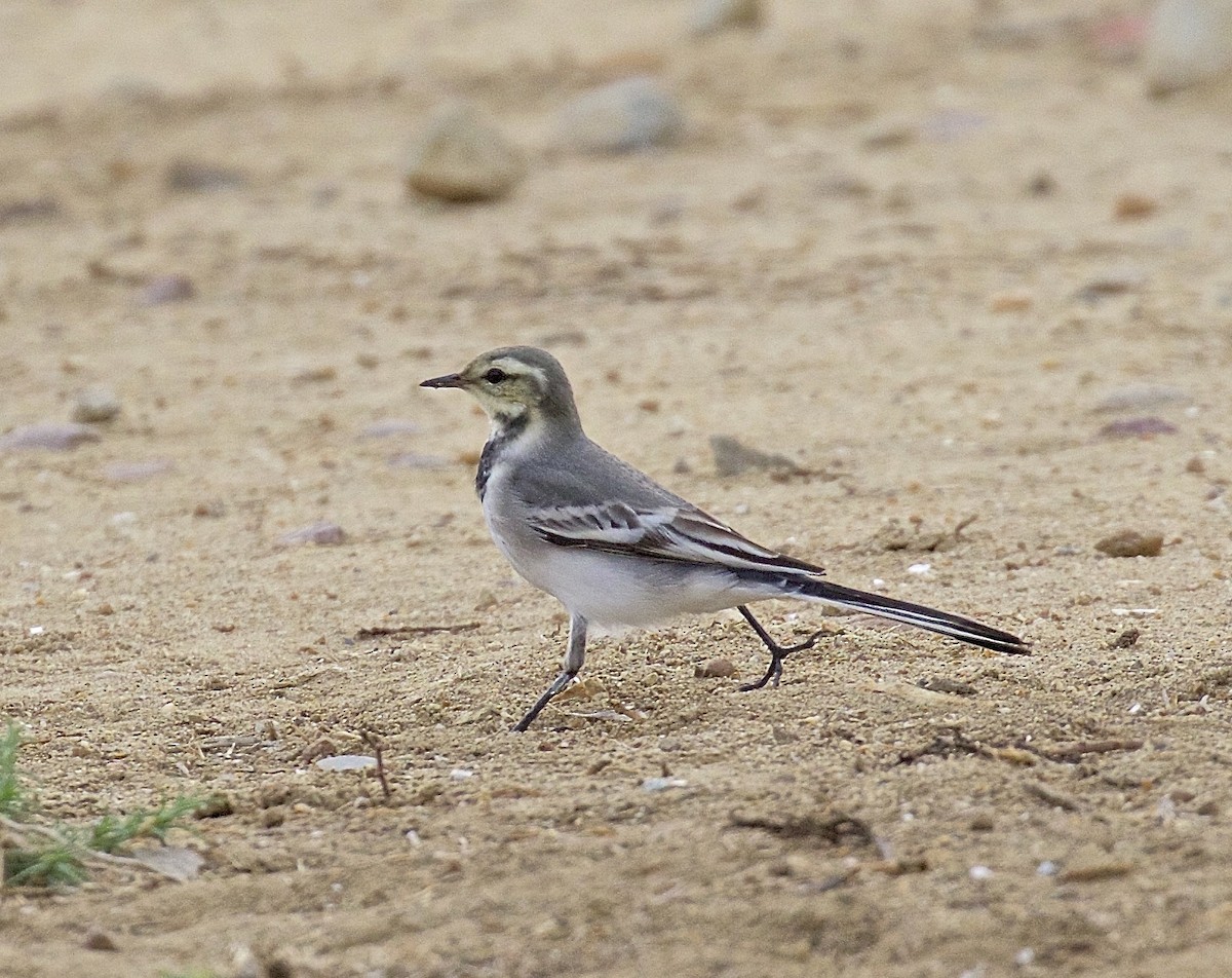 White Wagtail - Ron Wilson