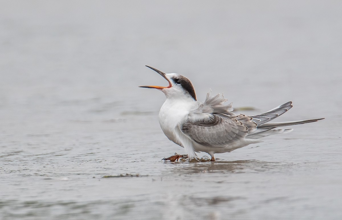 Common Tern - Sandy Podulka