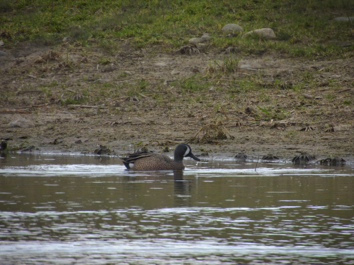 eBird Checklist - 17 Apr 2024 - Spencer Rd. pond - 10 species