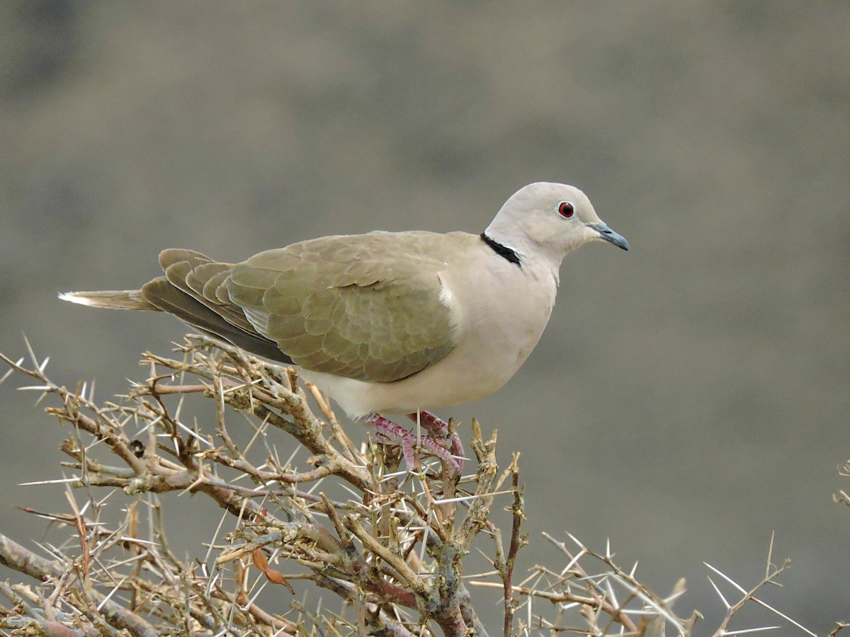 African Collared-Dove - ML617637272