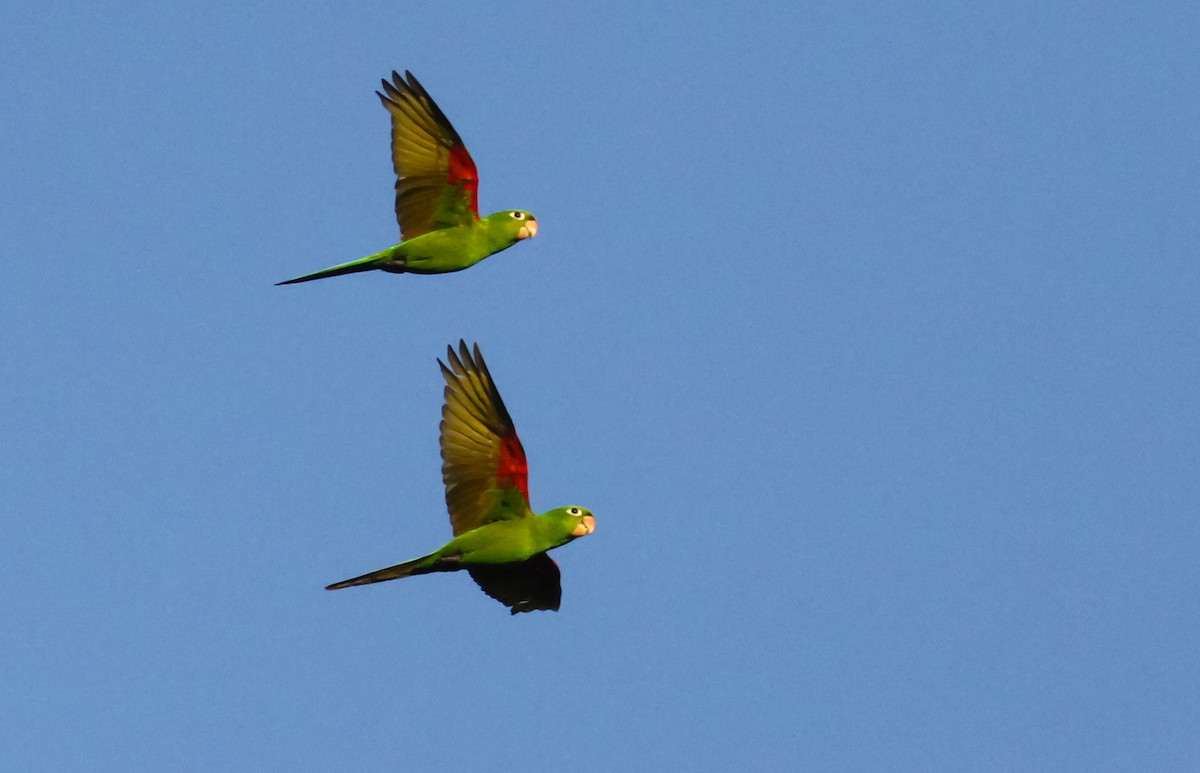 Hispaniolan Parakeet - Scott Watson