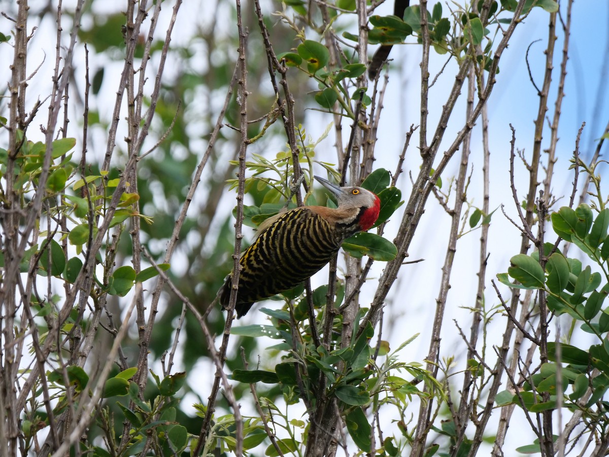 Hispaniolan Woodpecker - ML617637326