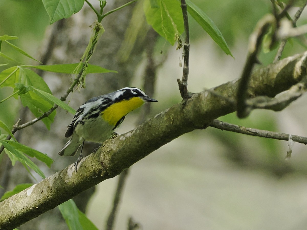 Yellow-throated Warbler - Jeffery Sole
