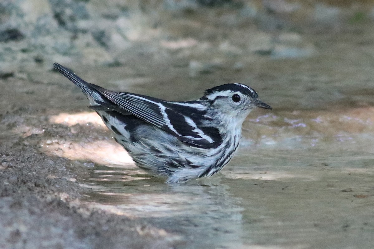 Black-and-white Warbler - ML617637439