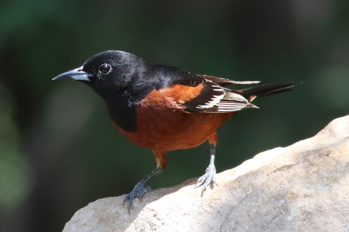 Orchard Oriole - ML617637450