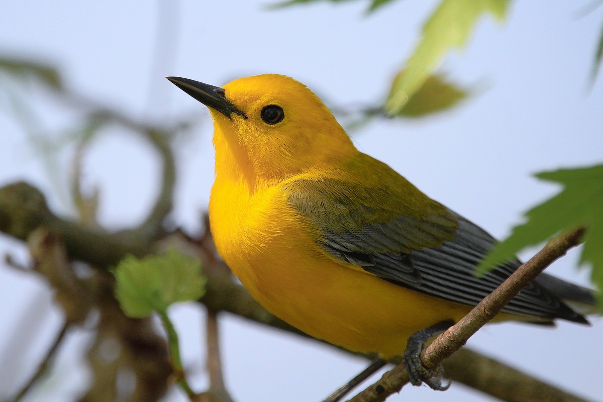 Prothonotary Warbler - ML617637534