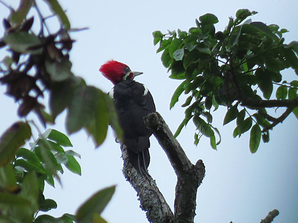 Lineated Woodpecker - José Achipis