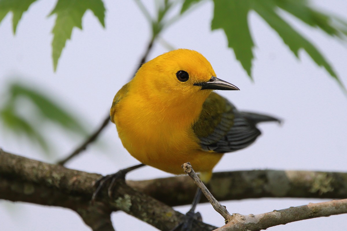 Prothonotary Warbler - ML617637619