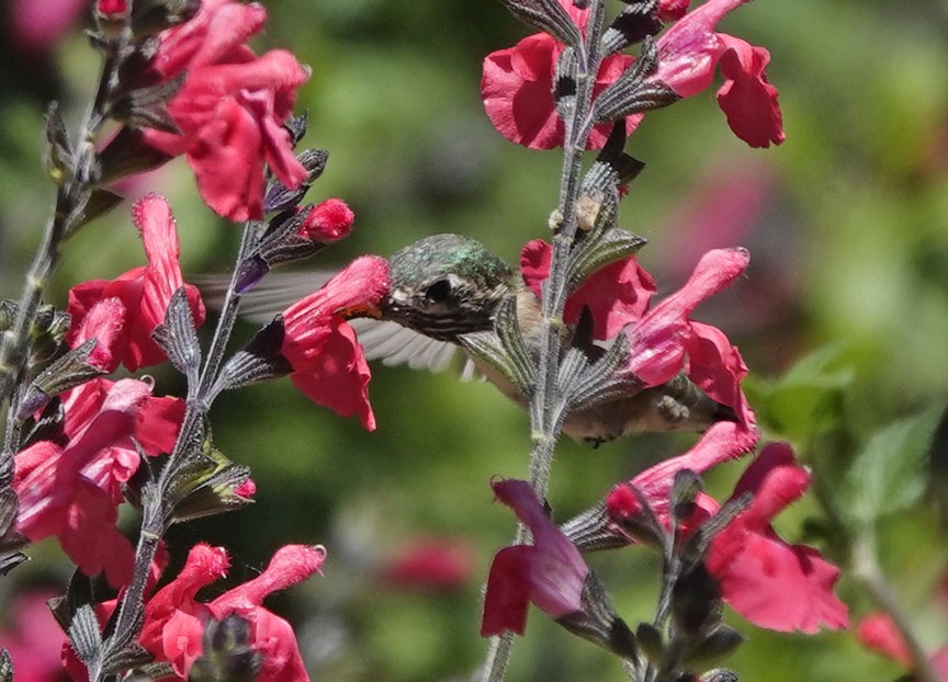 Calliope Hummingbird - ML617637709