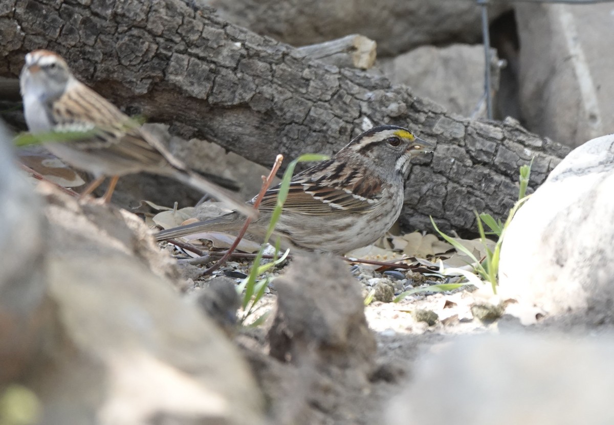 White-throated Sparrow - ML617637727