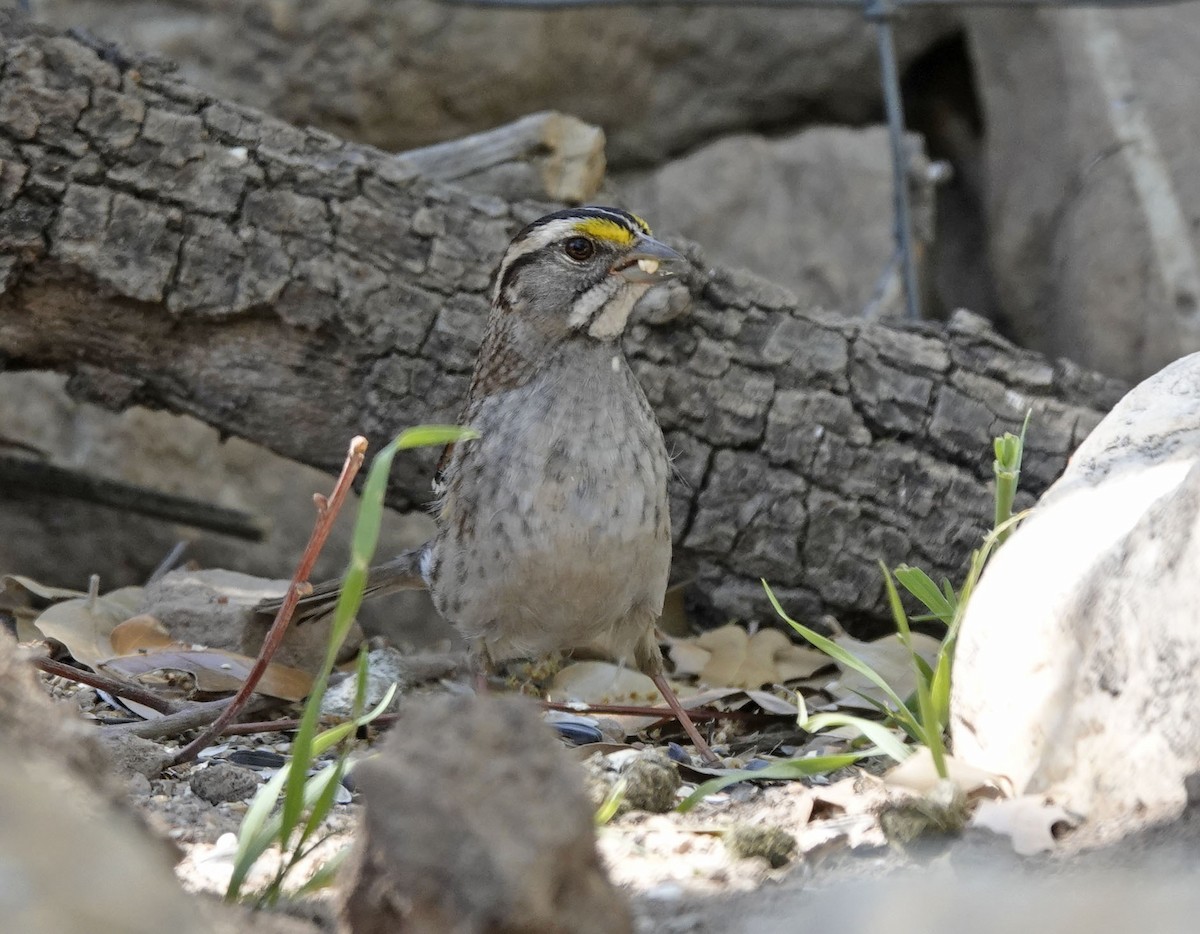 White-throated Sparrow - ML617637729