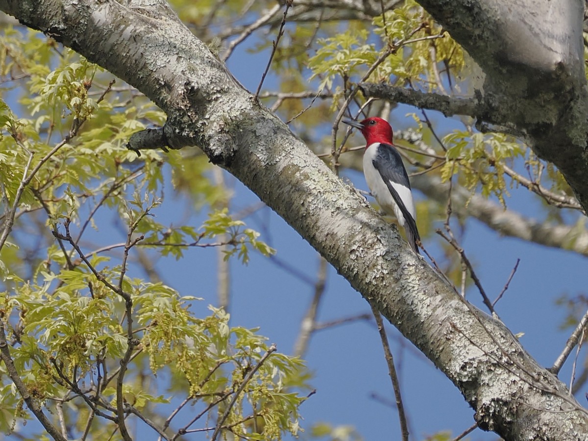 Red-headed Woodpecker - Jeffery Sole