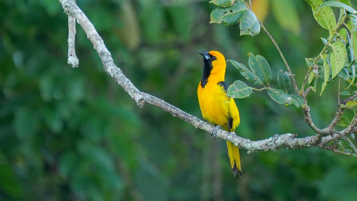 Yellow-tailed Oriole - ML617637782
