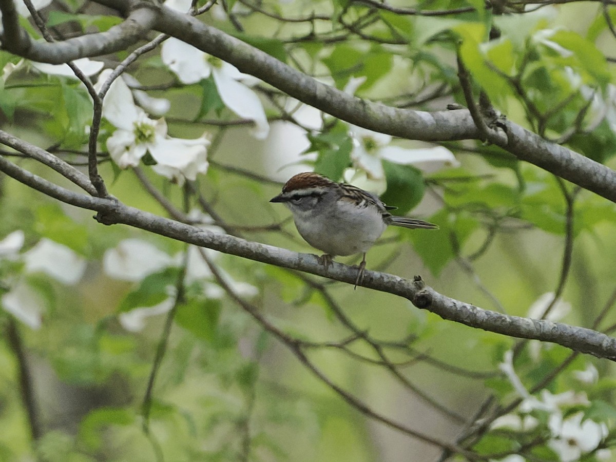 Chipping Sparrow - ML617637856